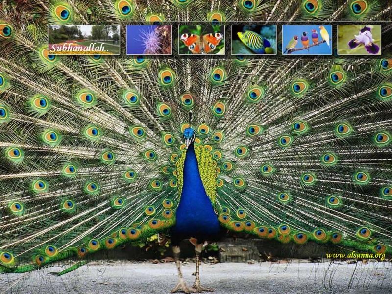 Peacock Wallpaper