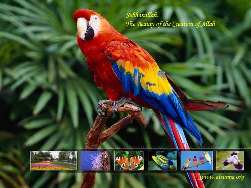 Astonishing Bird Beauty Wallpaper