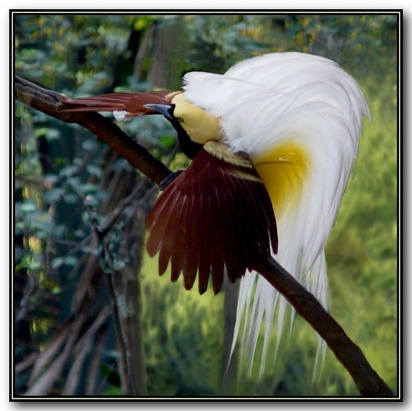 Colorful Birds