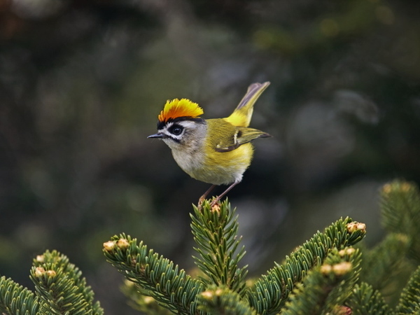 Colorful Birds (11)