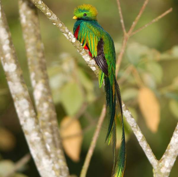 Colorful Birds (1)