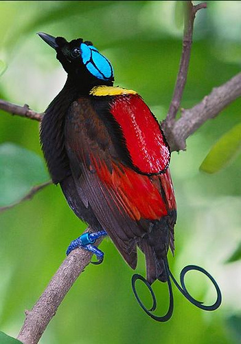 Colorful Birds (2)