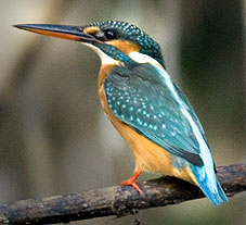 Colorful Birds (3)