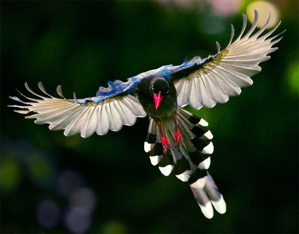 Colorful Birds (4)