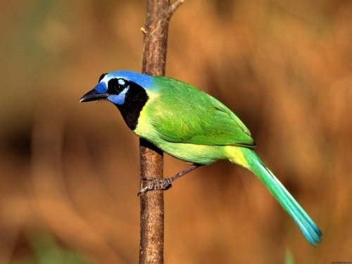 Colorful Birds (5)