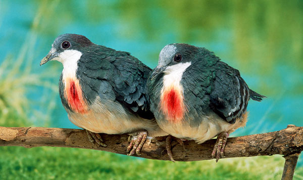Colorful Birds (6)