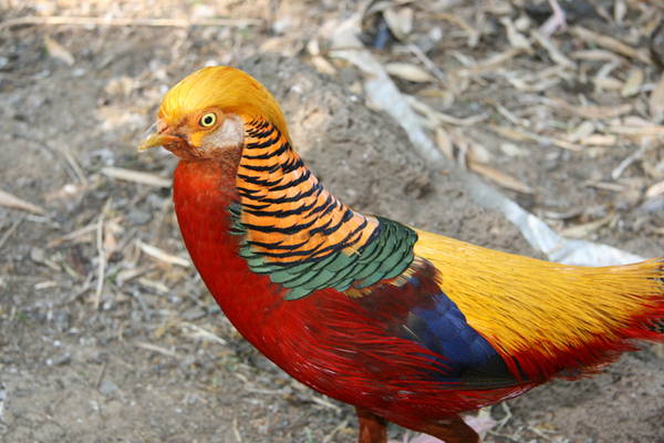 Colorful Birds (7)