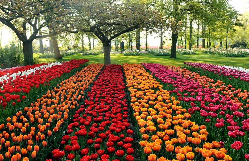Flowers Sping Roses (2)