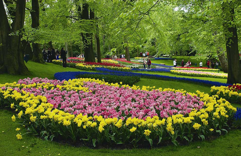 Flowers Sping Roses (8)