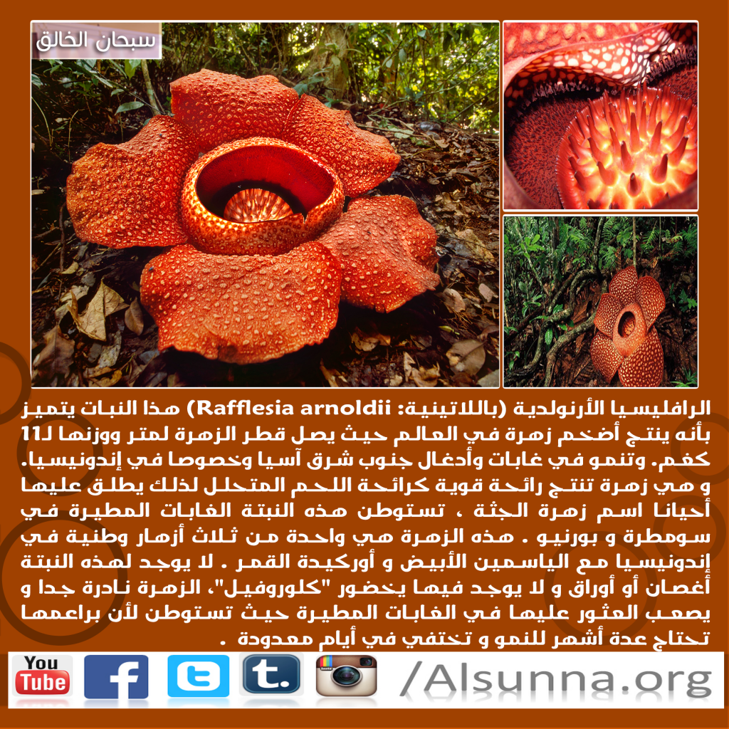 Islamic Nature Quotes (10)