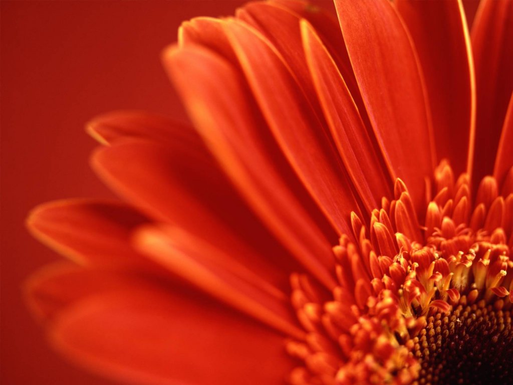 vista-wallpaper-flowers