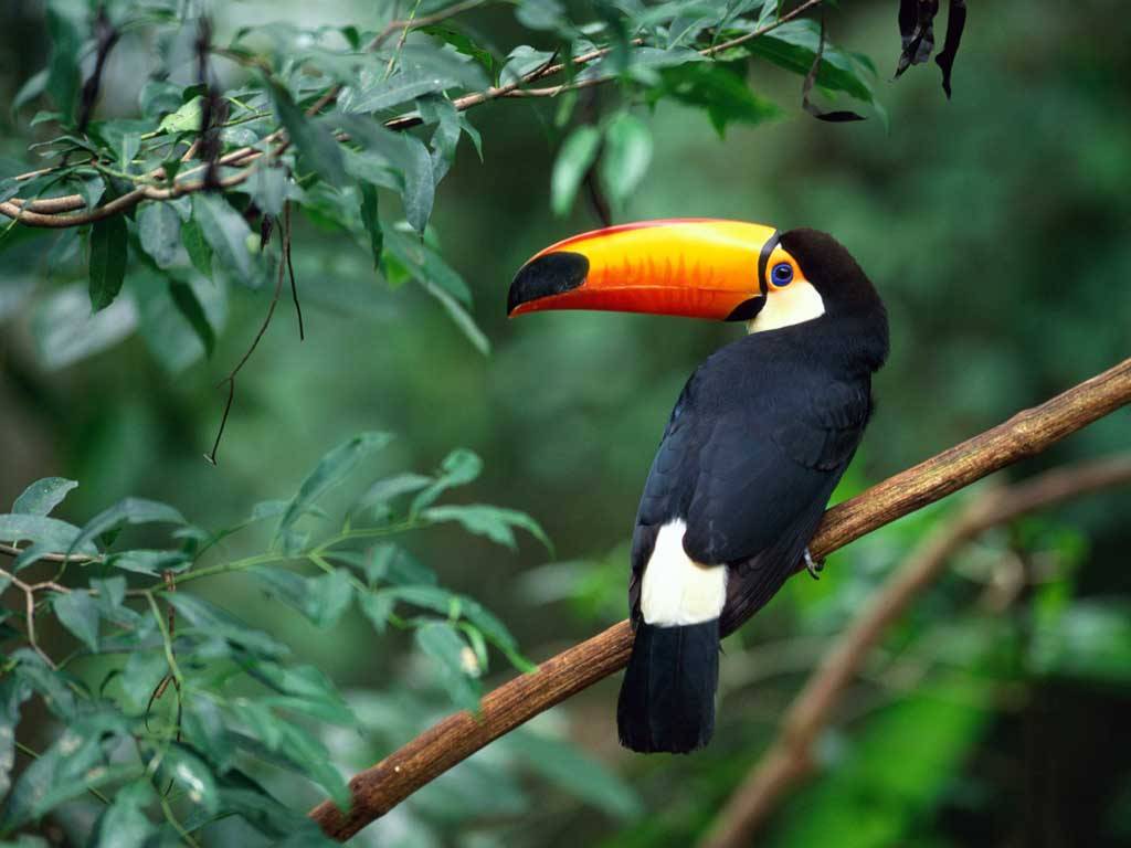 vista-wallpaper-toco-toucan