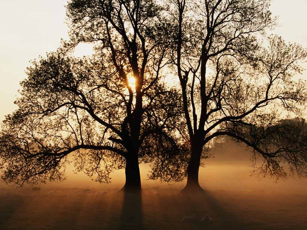 vista-wallpaper-tree