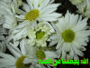 الجنة
