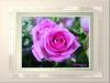 alsunna org rose
