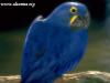 Amazing Bird