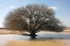 tree that shaded our prophet