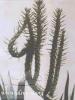 Name of Allah on a Plant