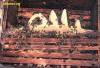 Nature Discoveries - Name of Allah by Bees