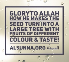 Creations of Allah