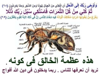 Nahla Bee Ayah