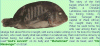 name of allah on fish