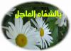 SHIFA