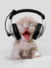 Cool Kitten