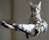 Floating cat