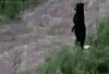 Bear Walking?