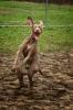 dog-tennis-ball