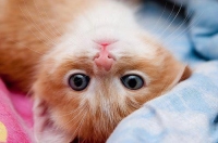Send this Funny Picture (11)