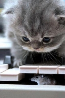 Send this Funny Picture (12)