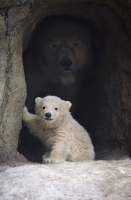 Bears