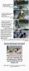 Palestine - Onsite Jewish Crime
