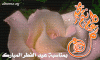Happy Eid Fitr Mubarak! عيد فطر سعيد
