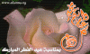 Eid al-Fitr