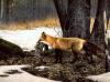 003 animals1