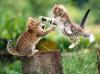 005 animals1