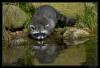 009 animals1
