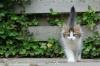 011 animals1