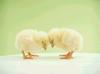 012 animals1