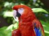 018 animals1