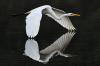 019 animals1