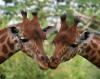023 animals1