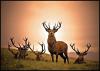 024 animals1