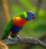 025 animals1