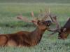 035 animals1