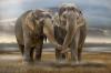 039 animals1