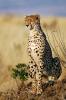 046 animals1